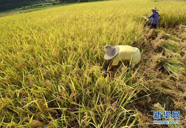 寒露时节,各地水稻,玉米等农作物陆续进入收获期.
