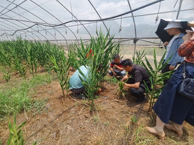 科技特派团特色蔬菜产业技术组赴织金县开展科技服务