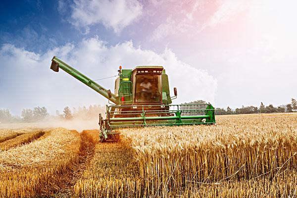 农业,作物,小麦,收割机,丰收