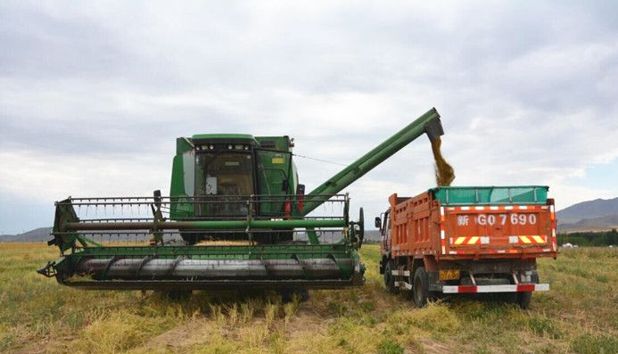 托里县:志愿服务队帮农民收割农作物